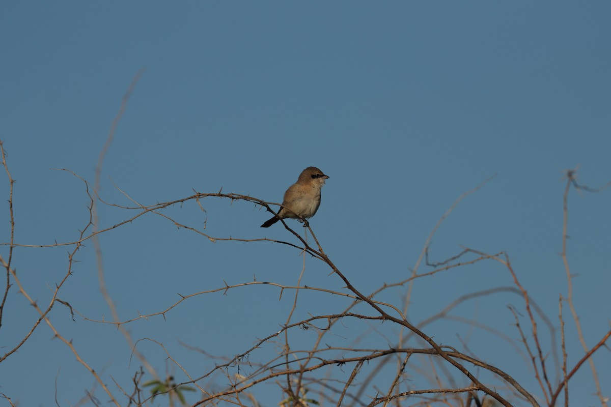 Isabellwürger - ML647398194