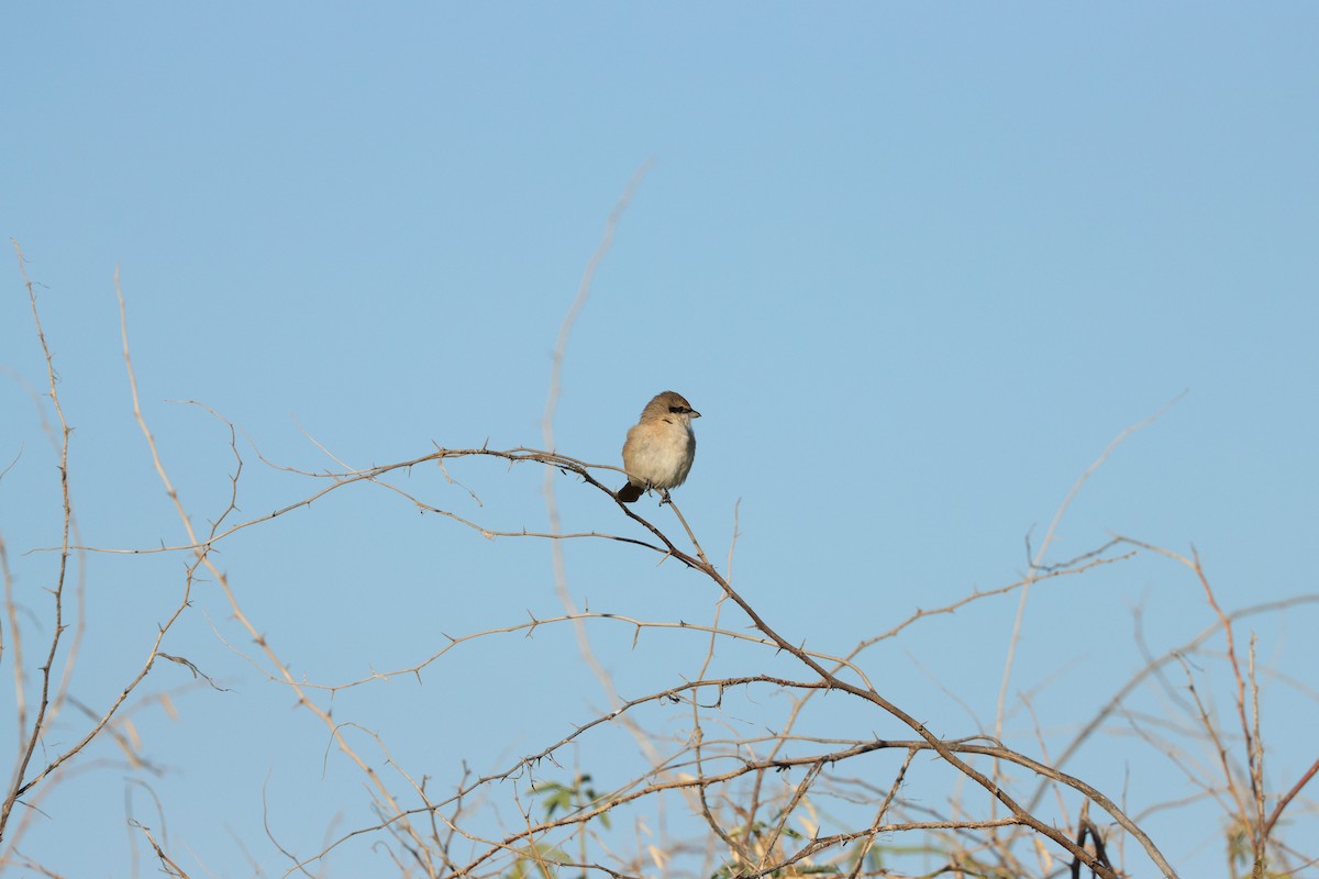 Isabellwürger - ML647398195