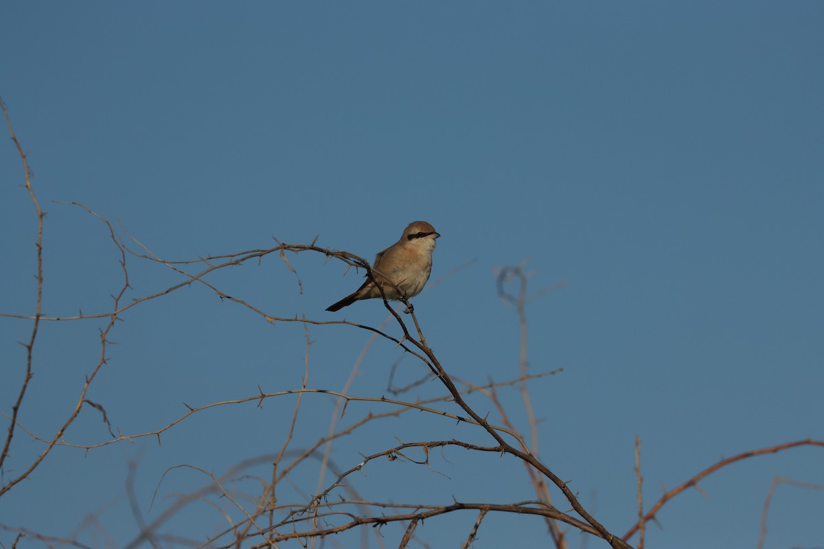 Isabellwürger - ML647398196