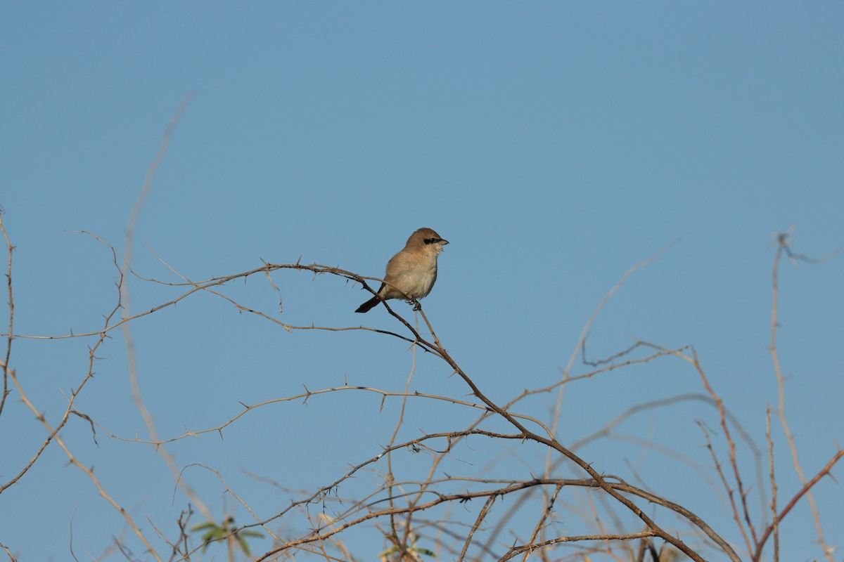 Isabellwürger - ML647398197