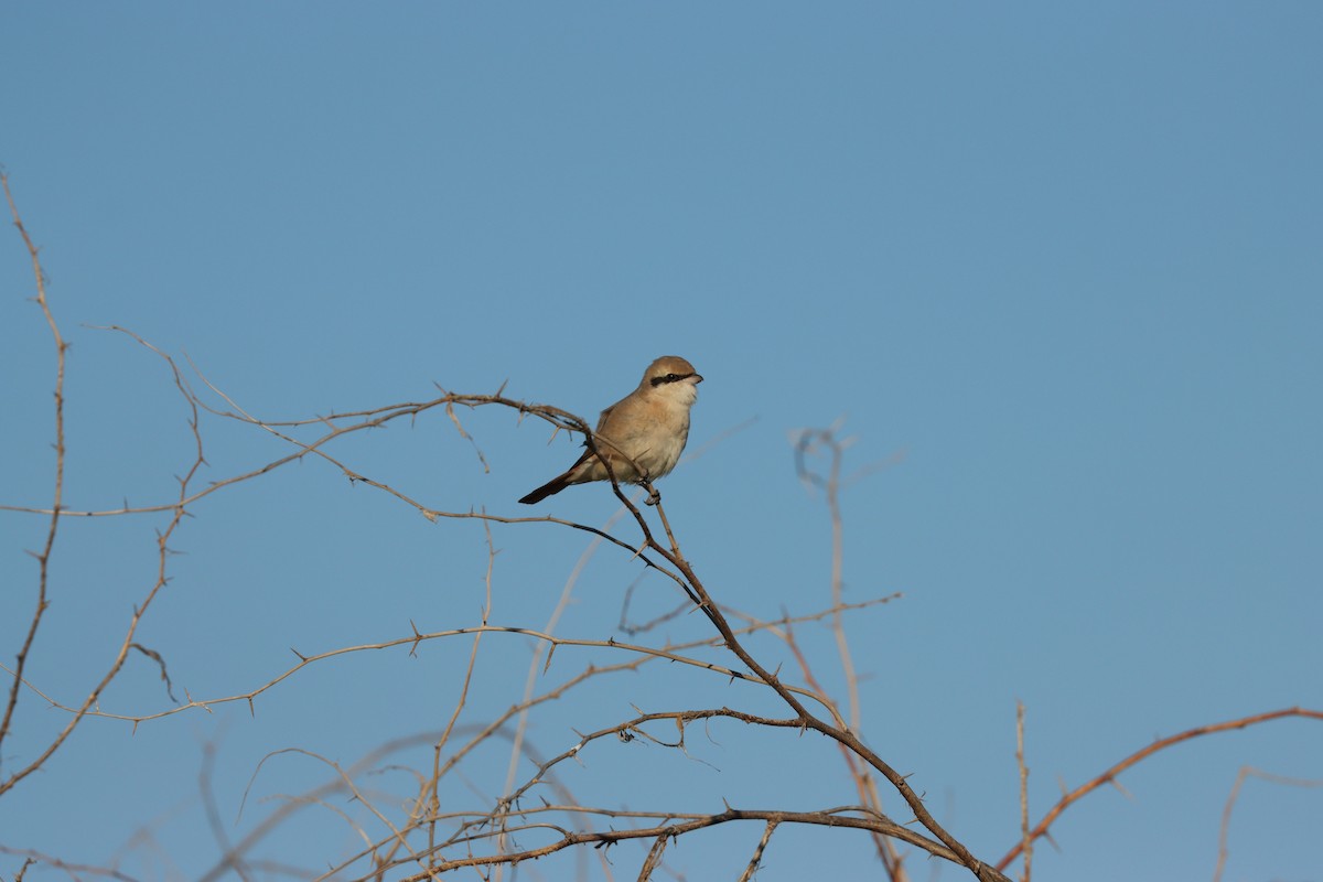 Isabellwürger - ML647398199