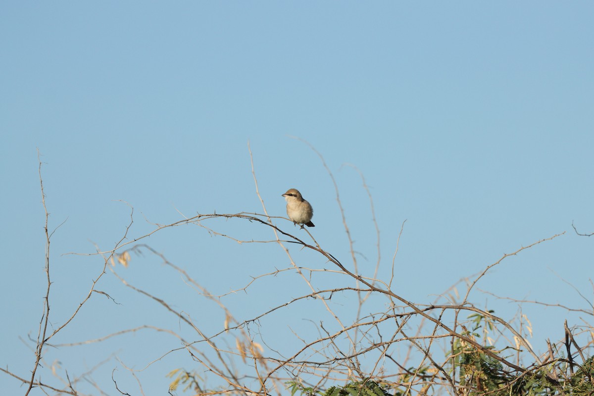 Isabellwürger - ML647398200