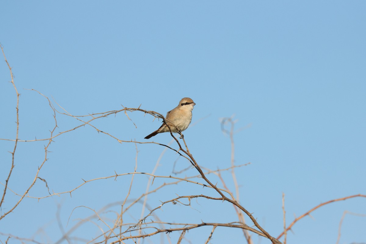 Isabellwürger - ML647398201