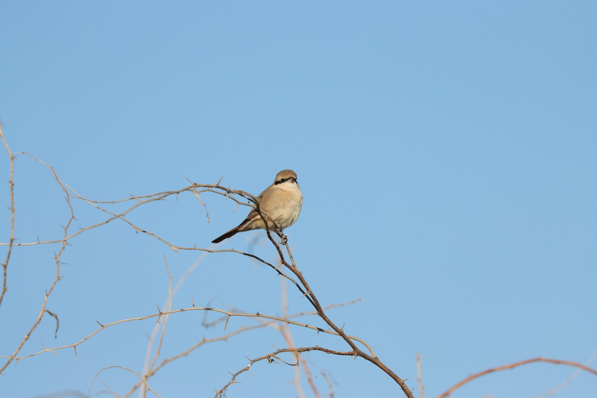 Isabellwürger - ML647398202