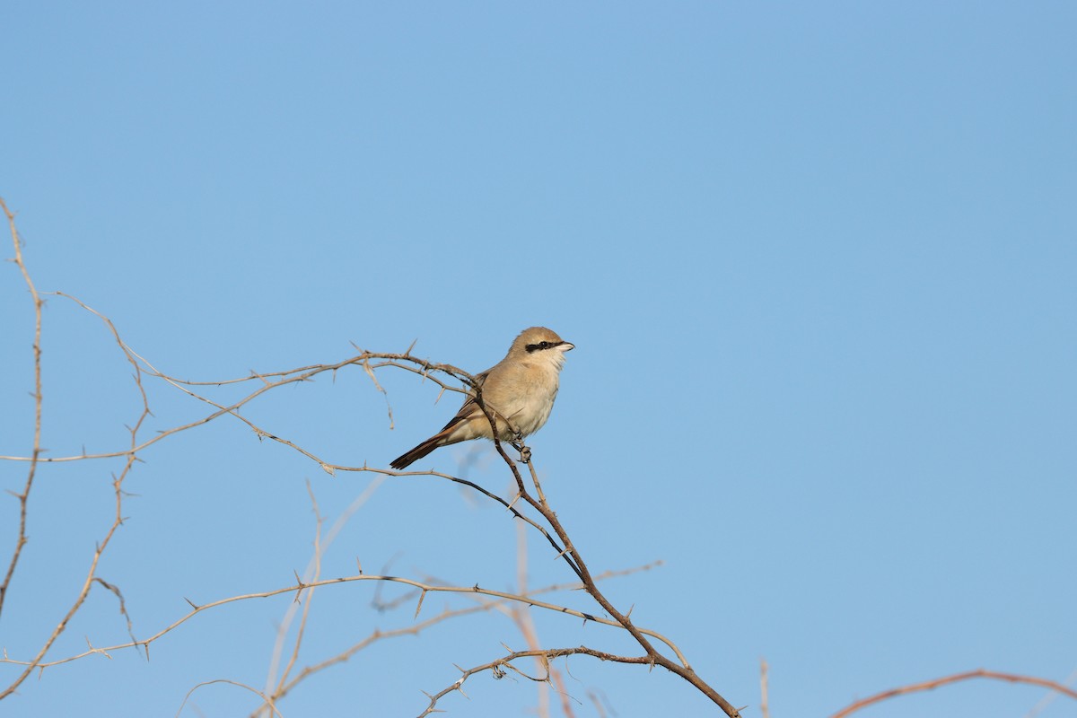 Isabellwürger - ML647398203