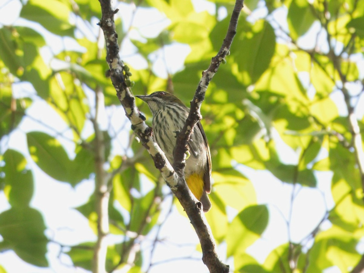 Желтогузый цветоед - ML647398206