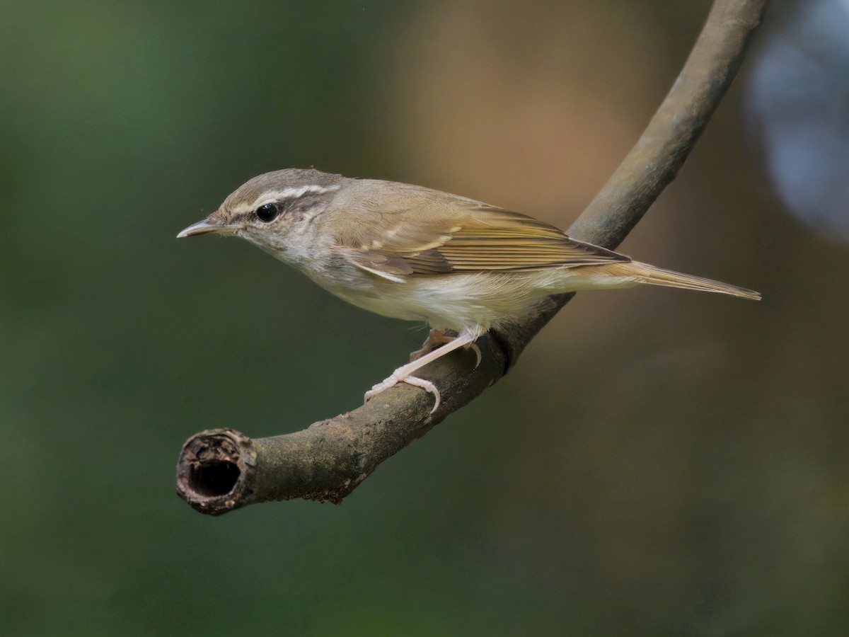 Сахалинская пеночка - ML647398209