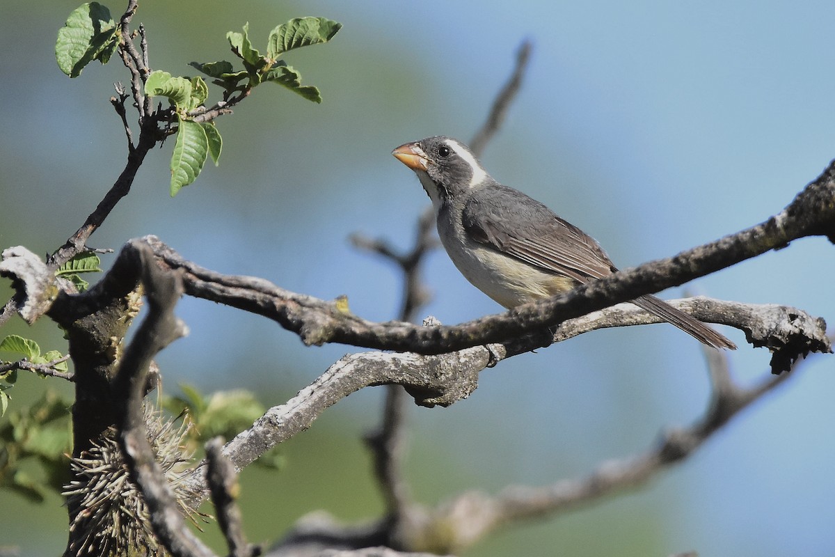 Golden-billed Saltator - ML647398216