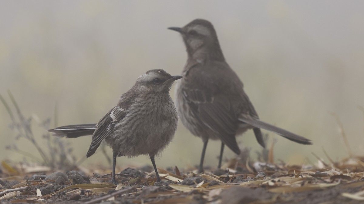 Chilean Mockingbird - ML647398221