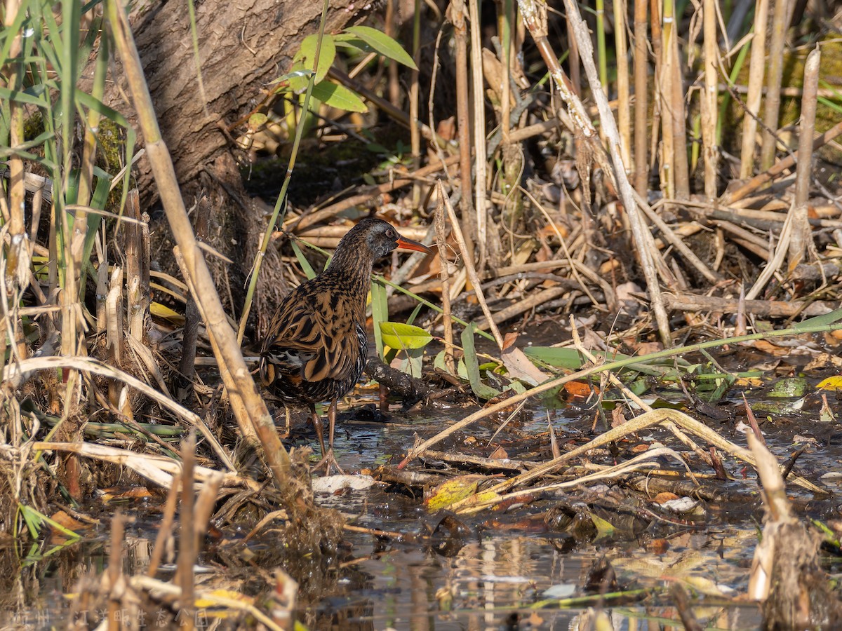 Râle à joues brunes - ML647398222