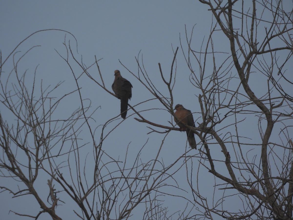 Spotted Dove - ML647398245
