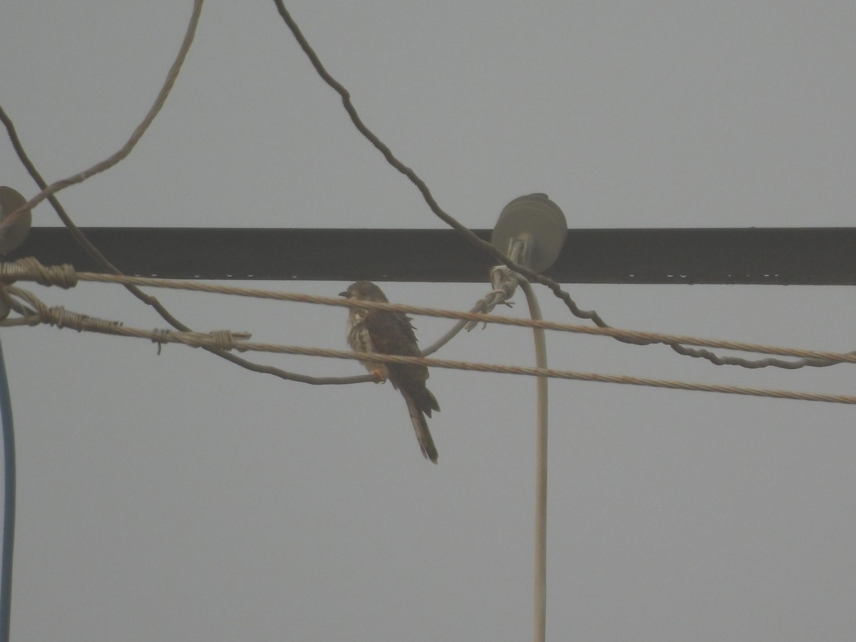 Common Hawk-Cuckoo - ML647398248