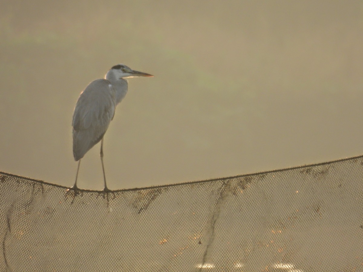 蒼鷺 - ML647398254