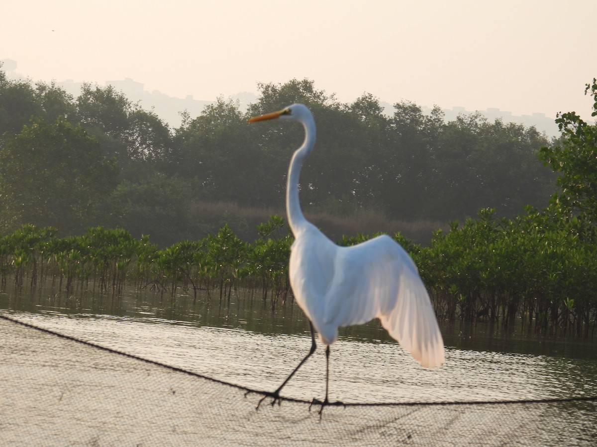 大白鷺 - ML647398255