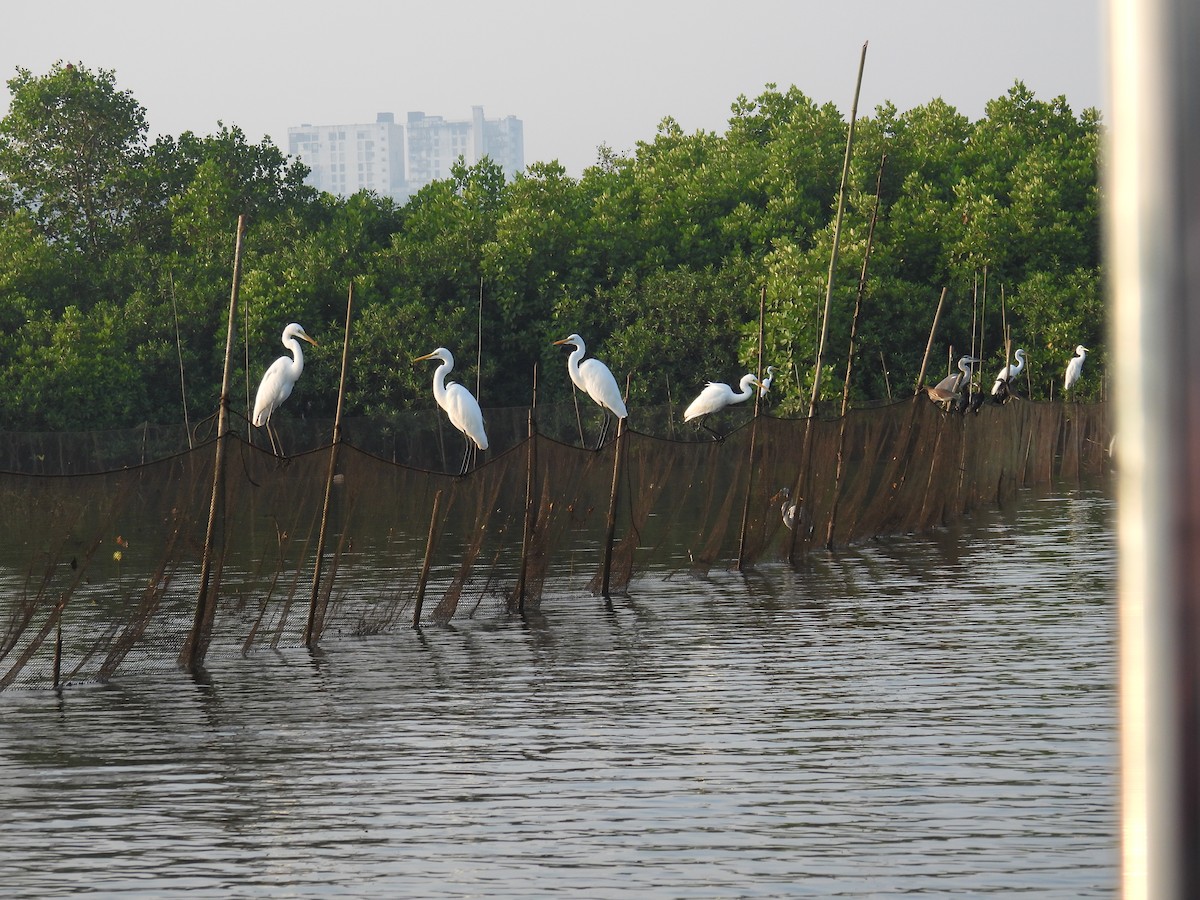 大白鷺 - ML647398256