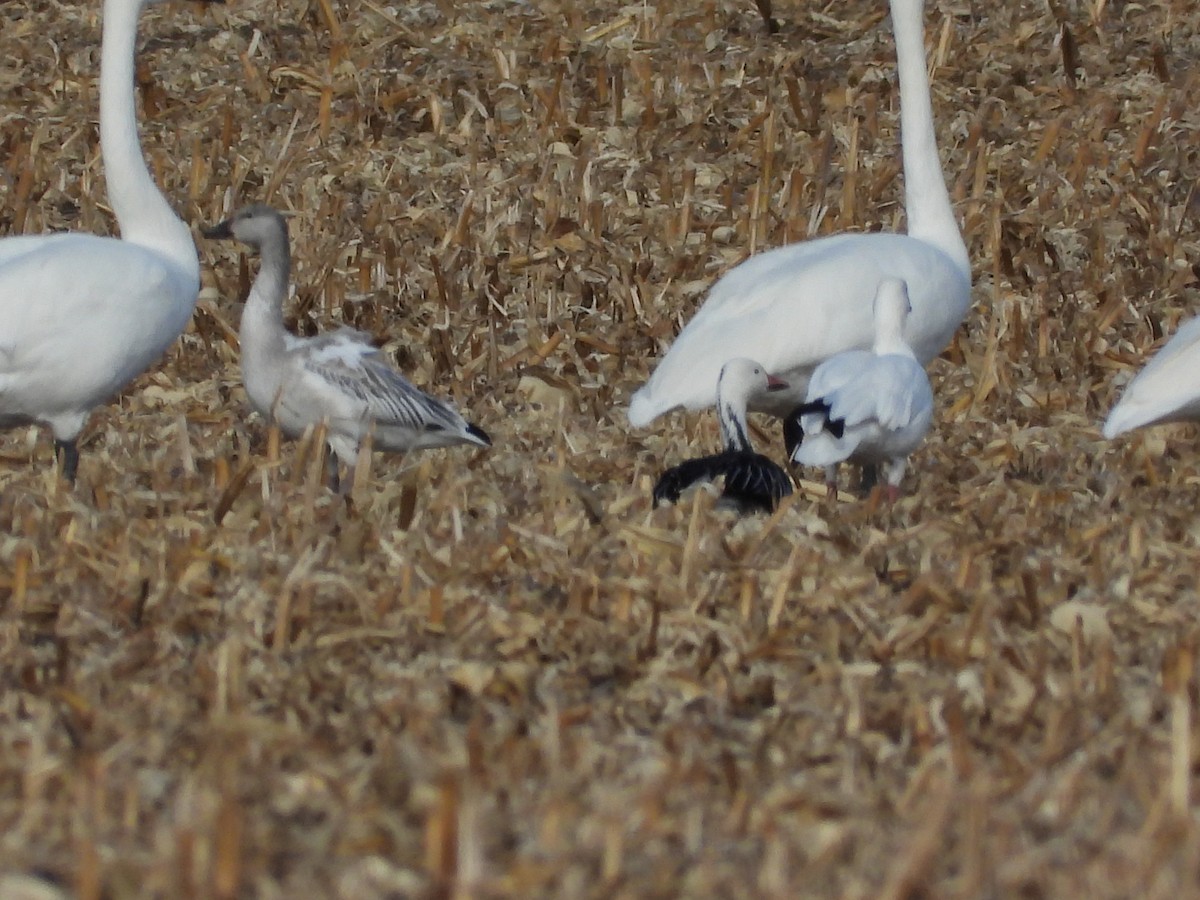 Snow Goose - ML647398257