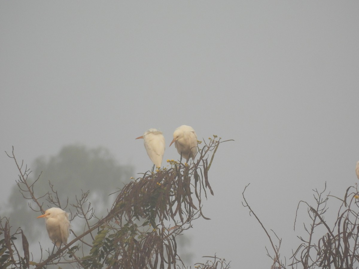 黃頭鷺 - ML647398258
