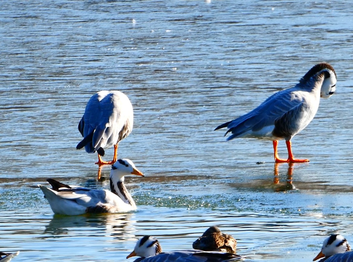 斑頭雁 - ML647398260