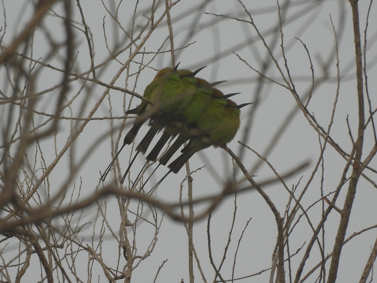 Asian Green Bee-eater - ML647398261