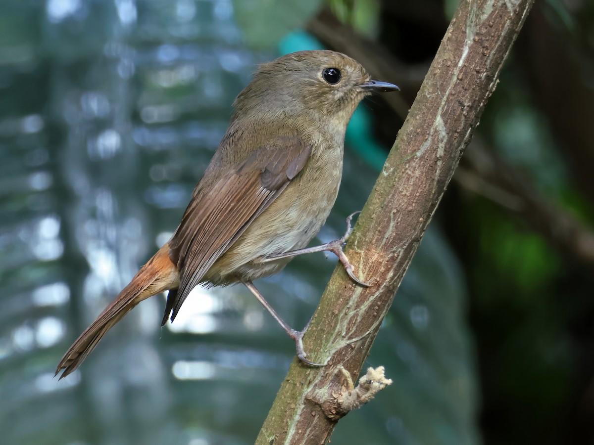 Slaty-blue Flycatcher - ML647398262