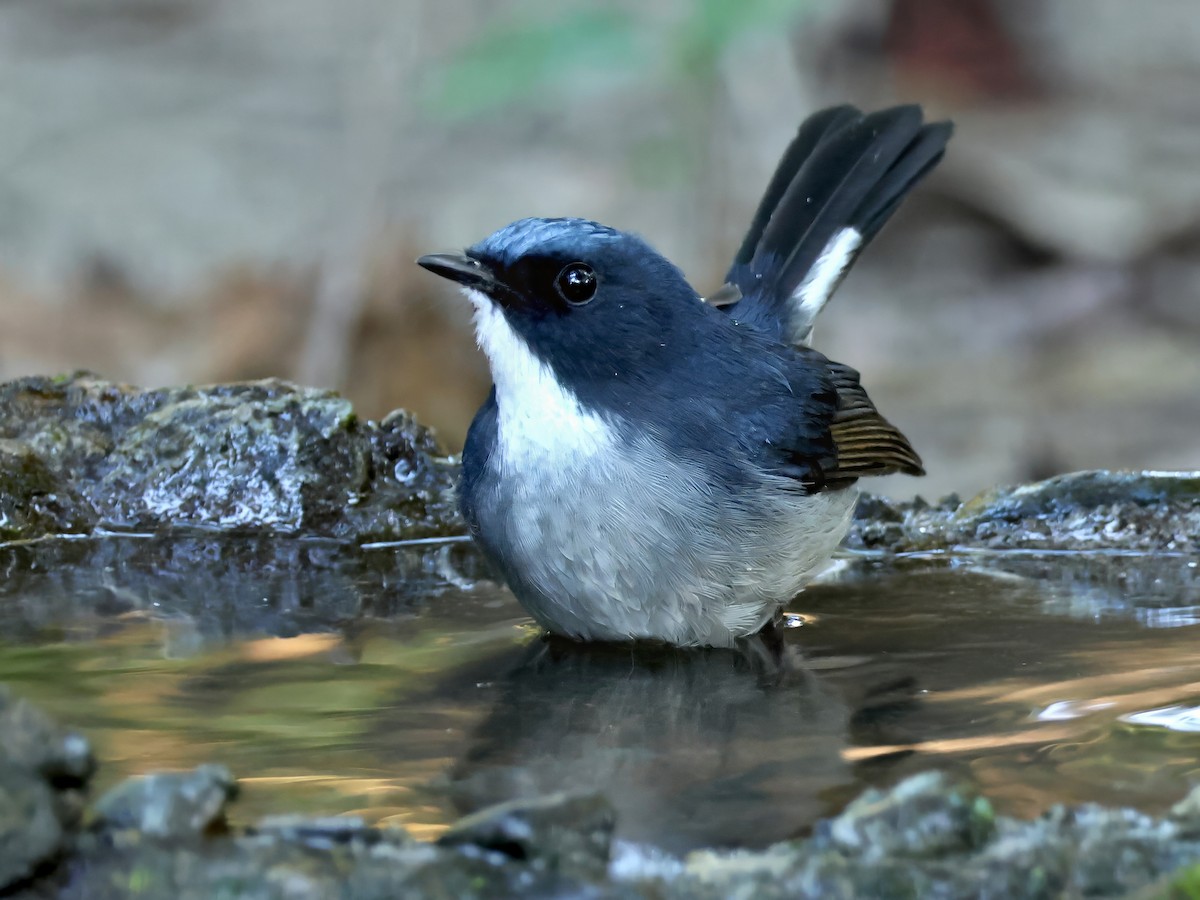 Slaty-blue Flycatcher - ML647398263