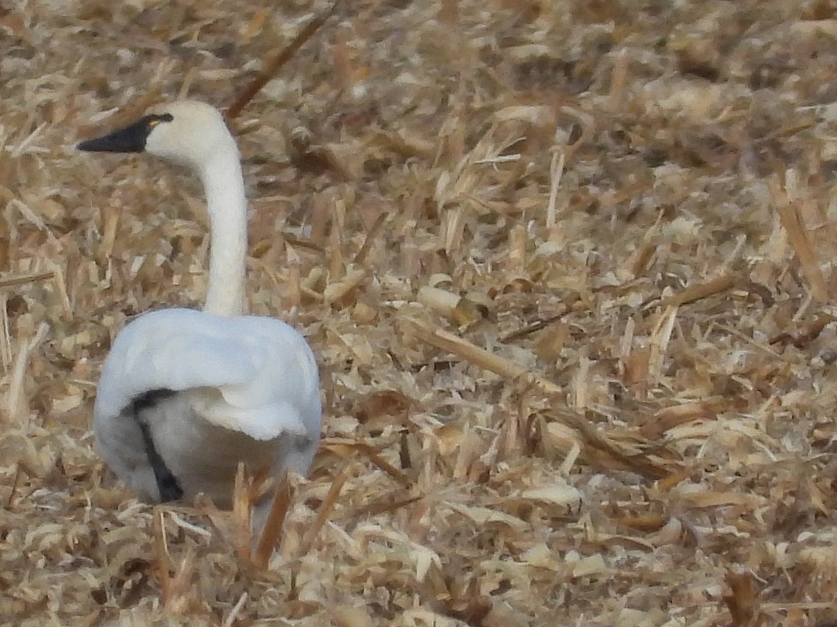 小天鵝 - ML647398264