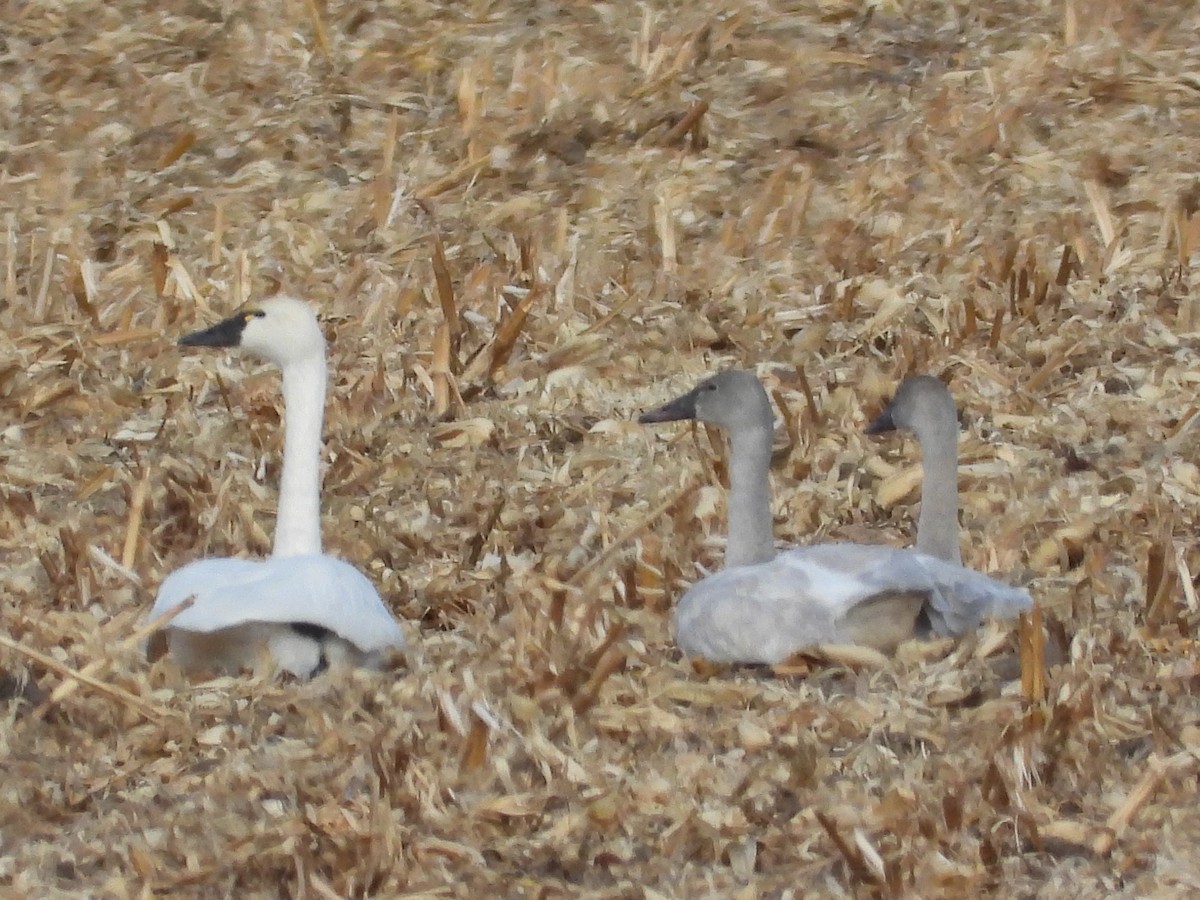 小天鵝 - ML647398265