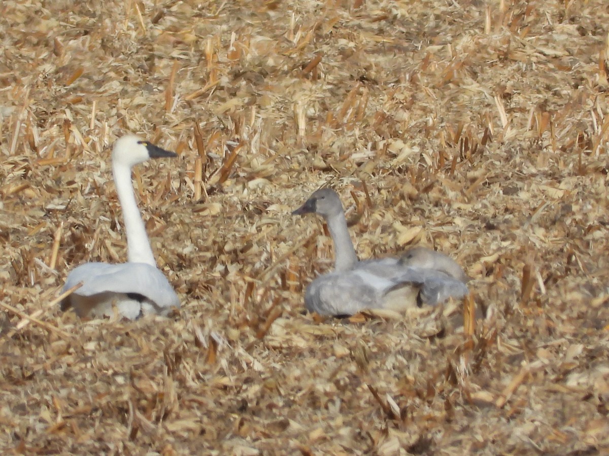 小天鵝 - ML647398266