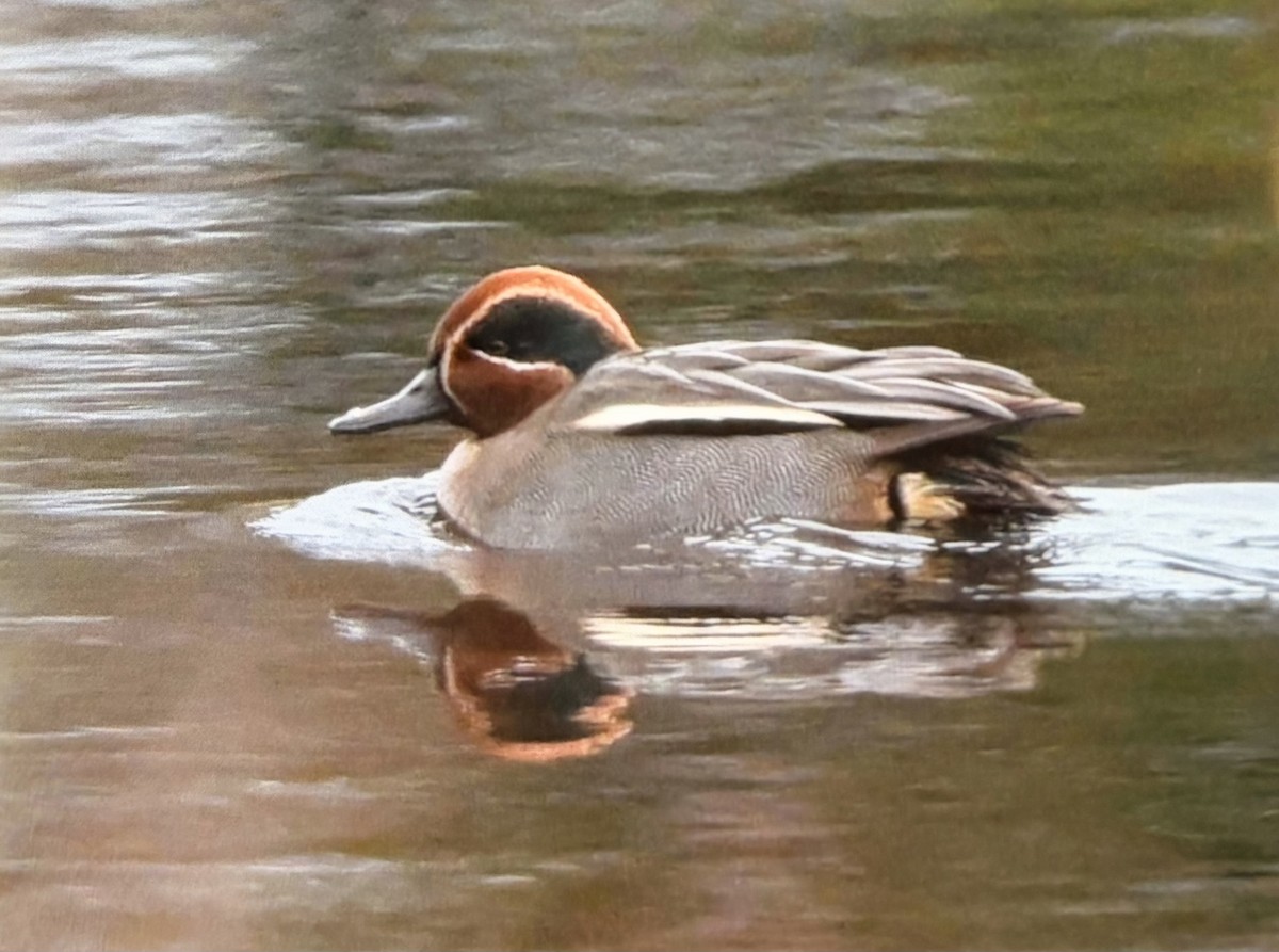 小水鴨(crecca) - ML647398268