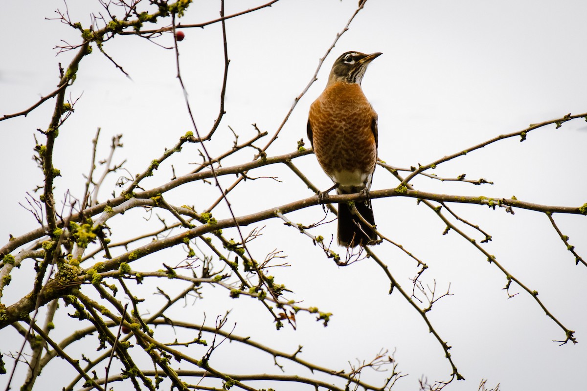 American Robin - ML647398269