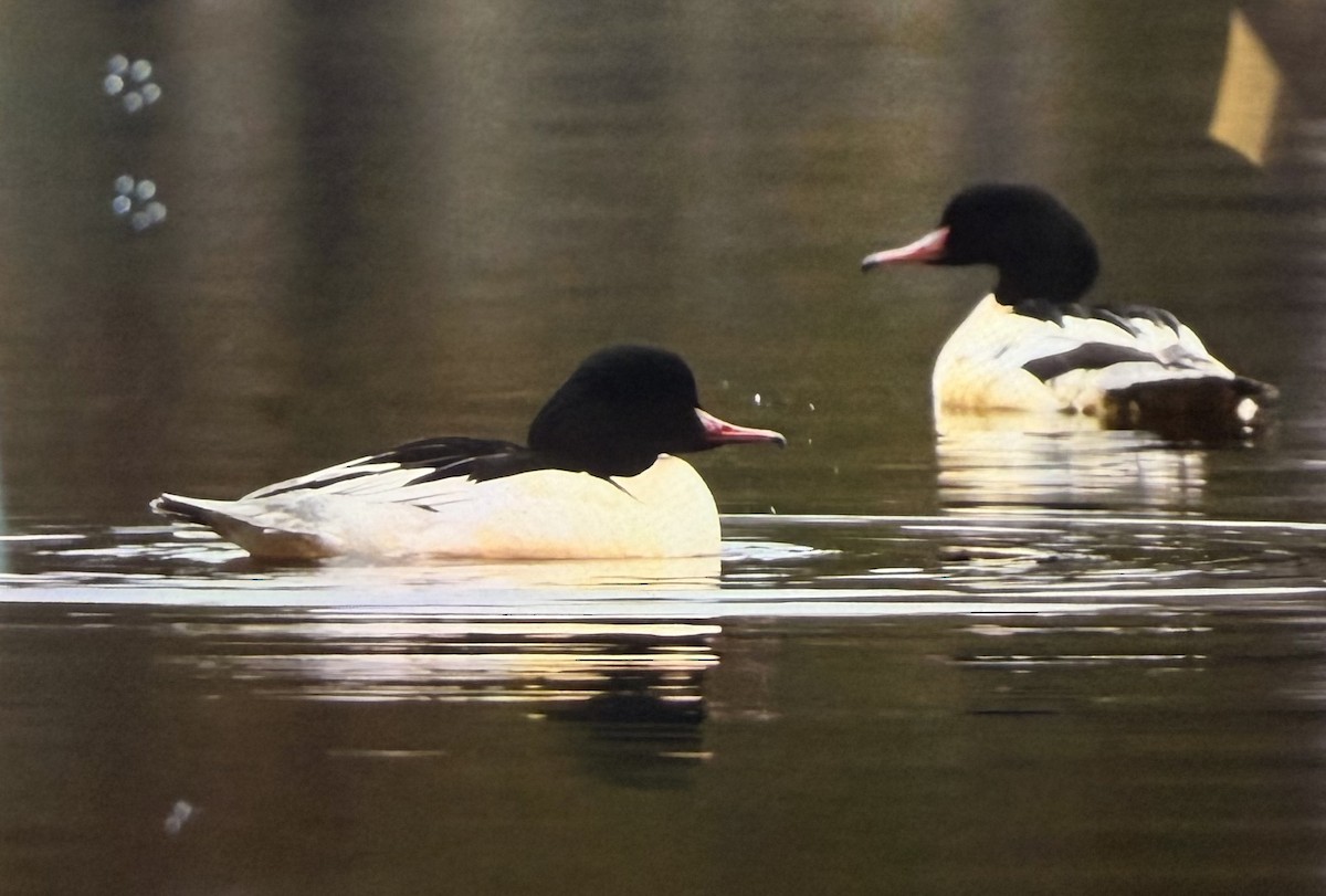 川秋沙(merganser/orientalis) - ML647398270