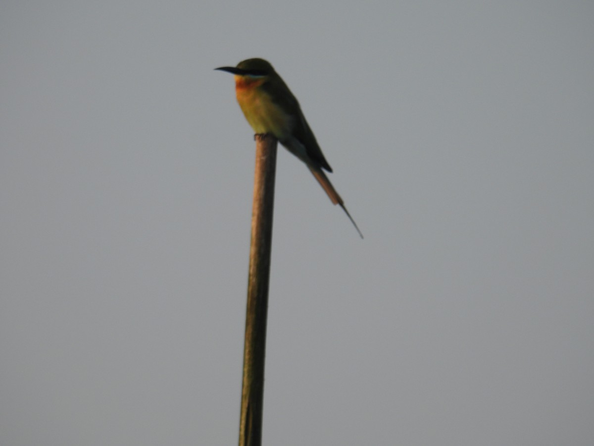 Asian Green Bee-eater - ML647398272