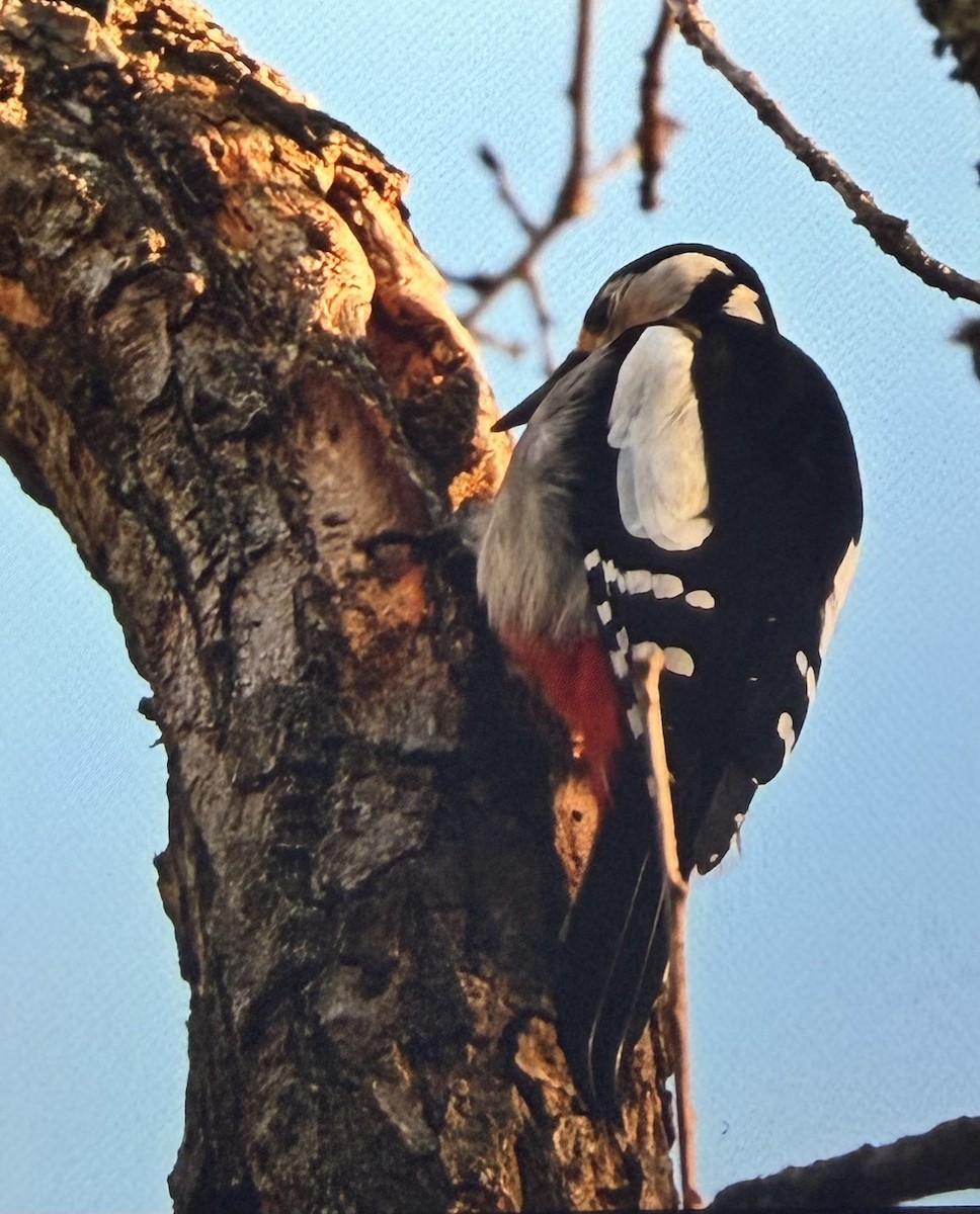 Great Spotted Woodpecker - ML647398273