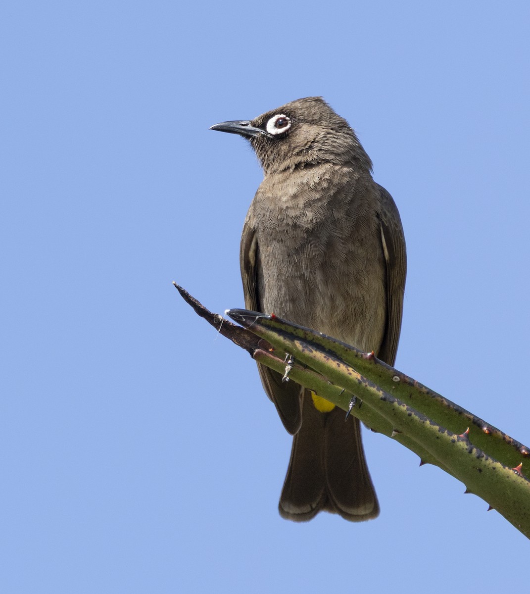 Cape Bulbul - ML647398274