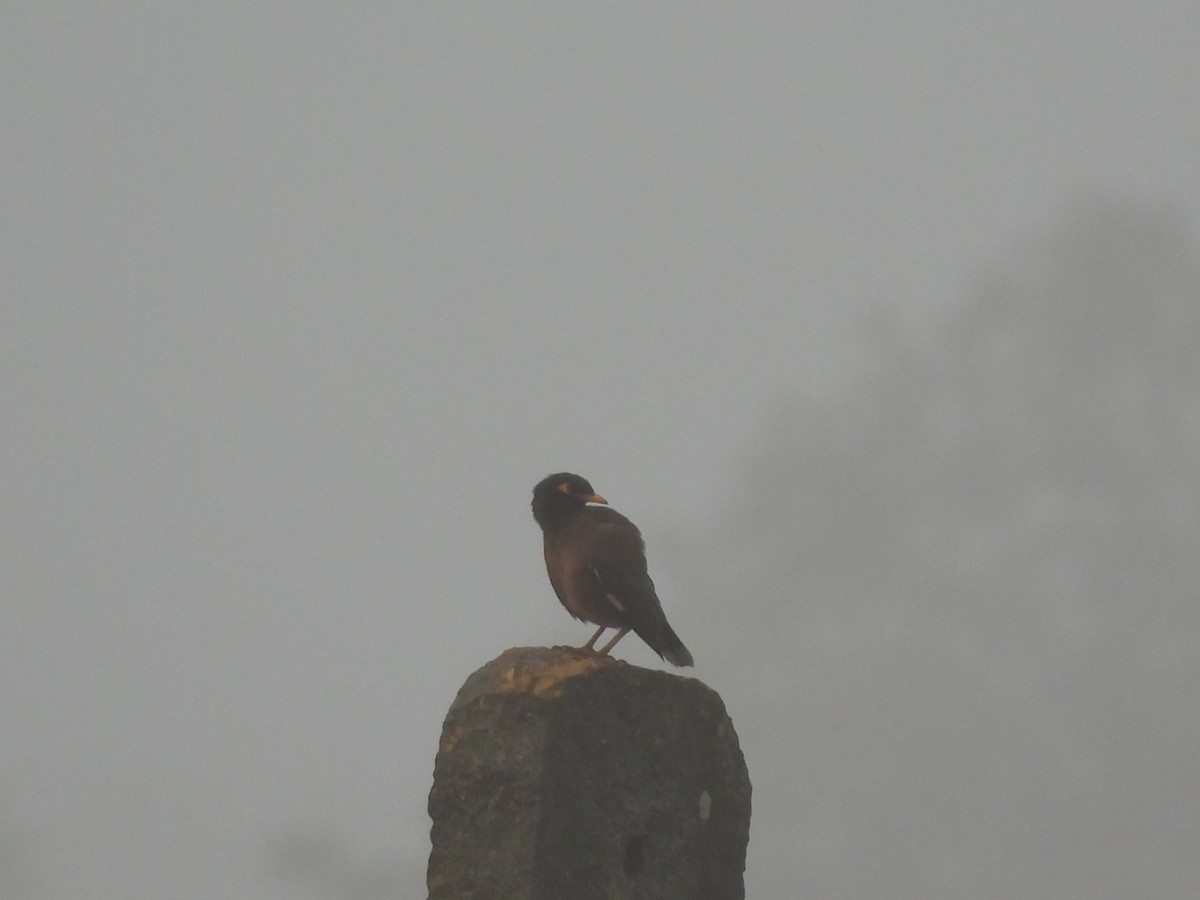 家八哥 - ML647398275