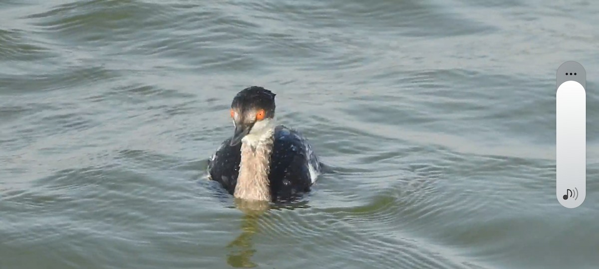 potápka černokrká - ML647398276