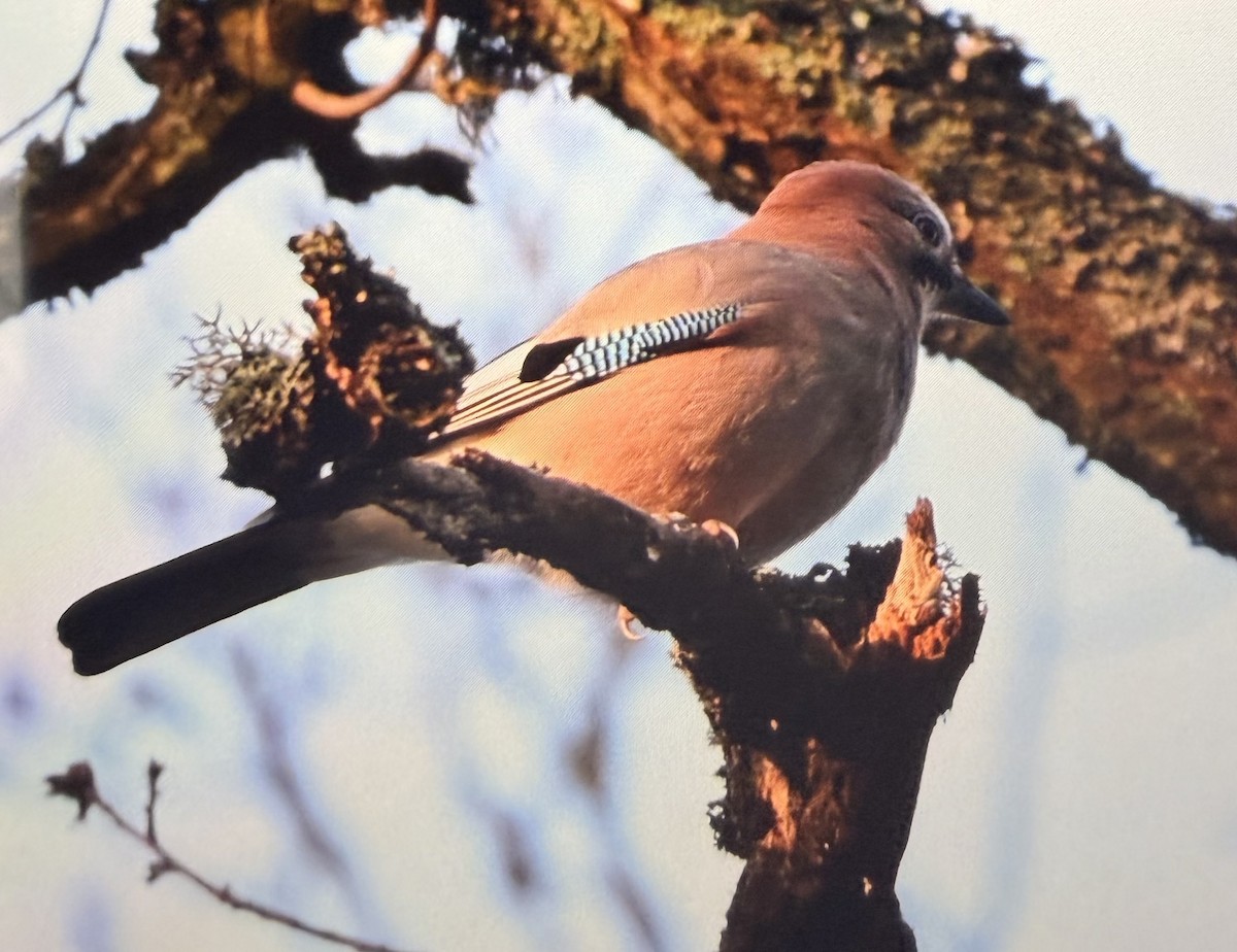 松鴉 - ML647398277