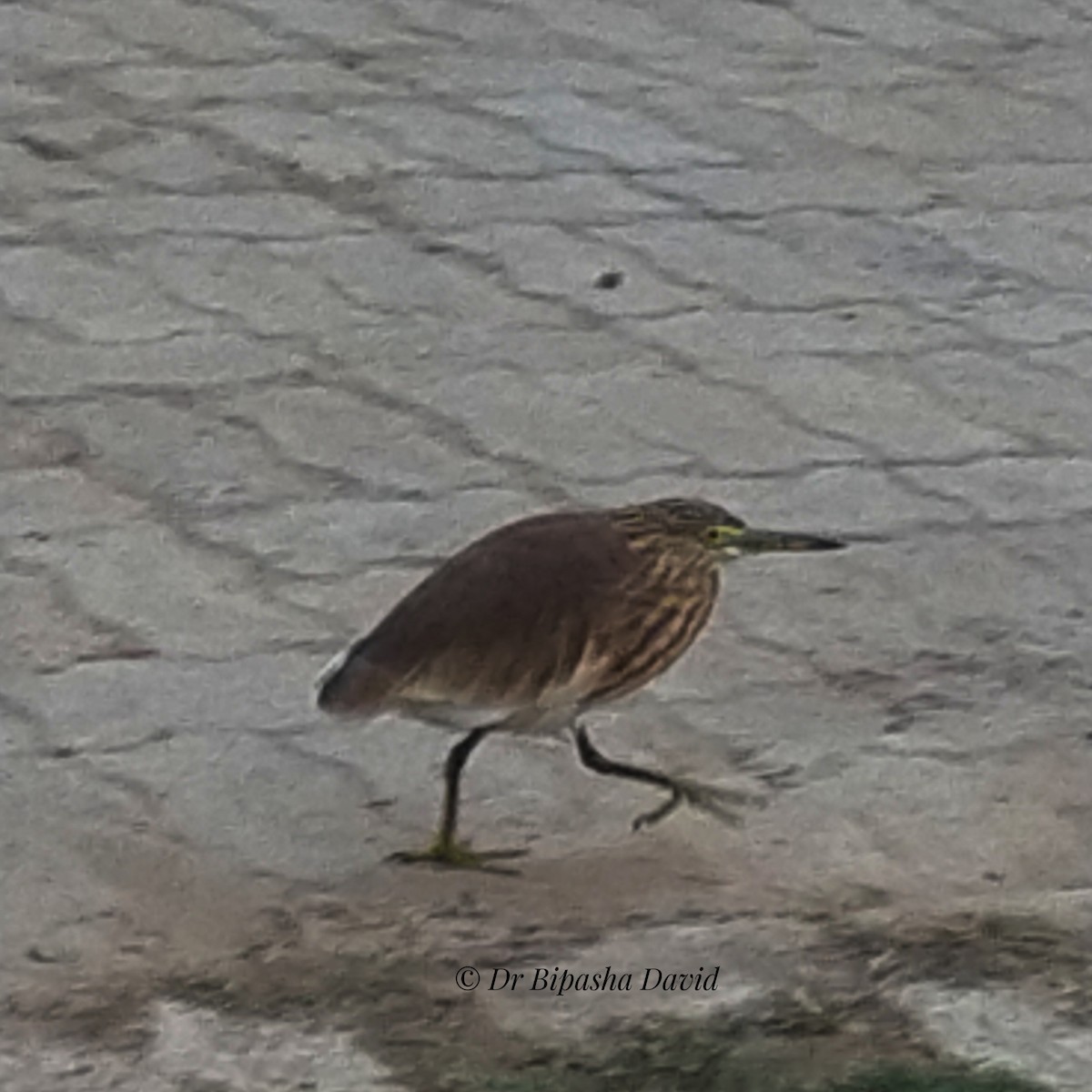 印度池鷺 - ML647398278