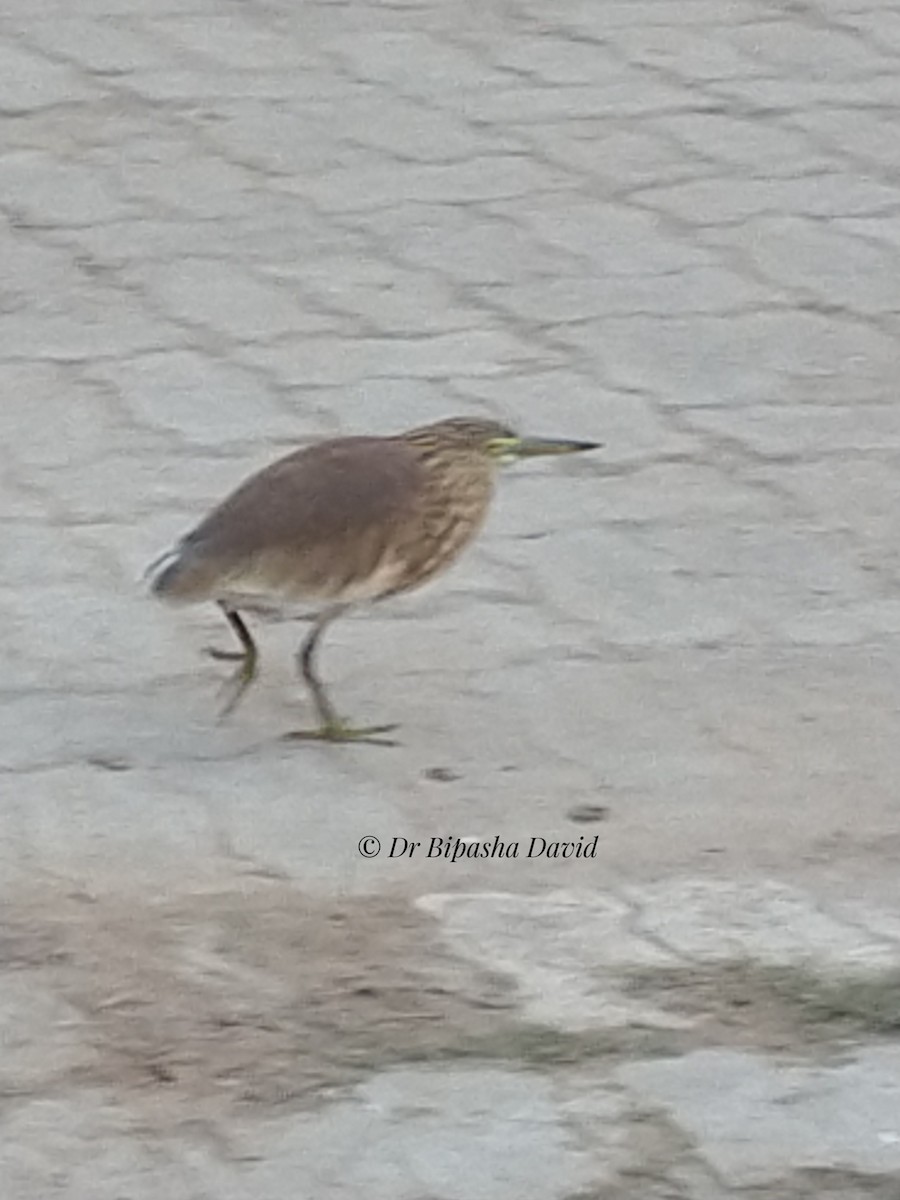 印度池鷺 - ML647398279