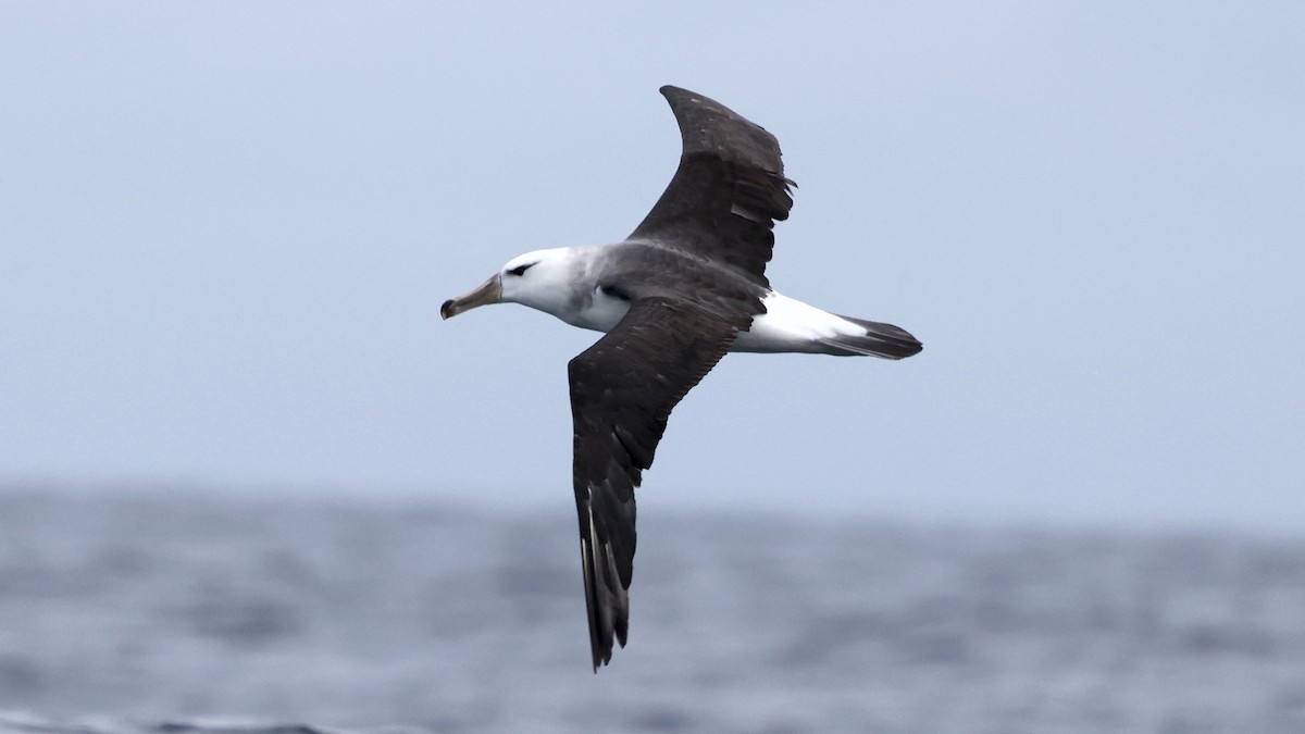 Black-browed Albatross - ML647398280