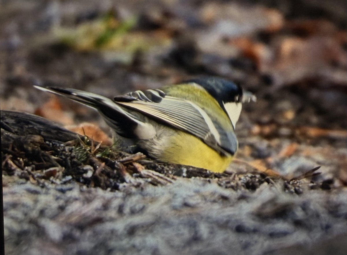 Great Tit - ML647398281