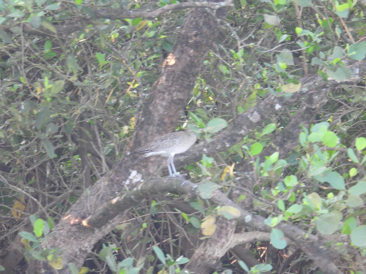 大杓鷸 - ML647398282