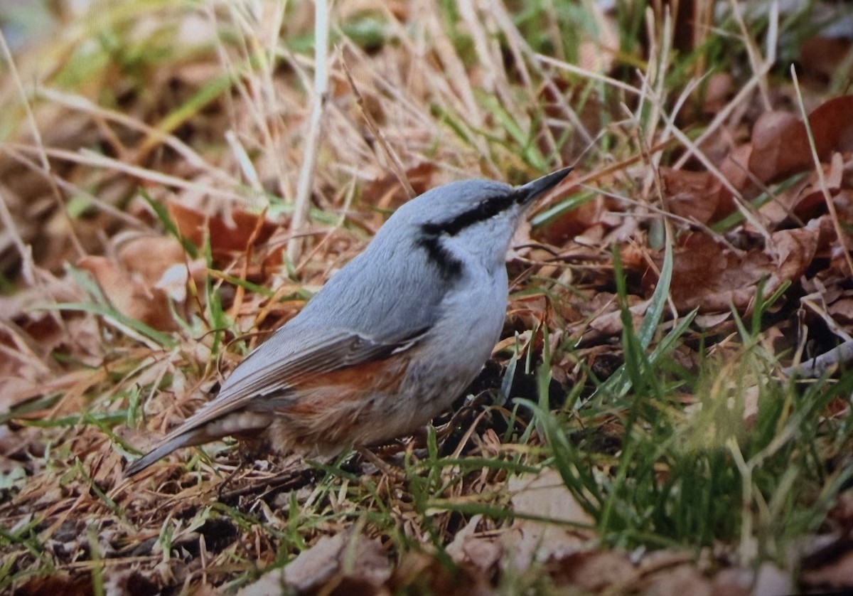 茶腹鳾 - ML647398283