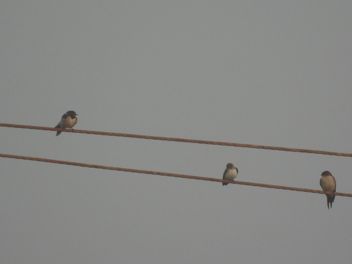 Ластівка сільська - ML647398284