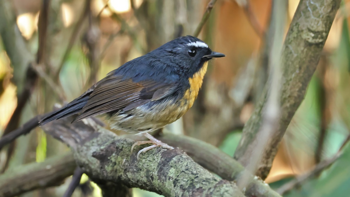 Мухоловка білоброва - ML647398285