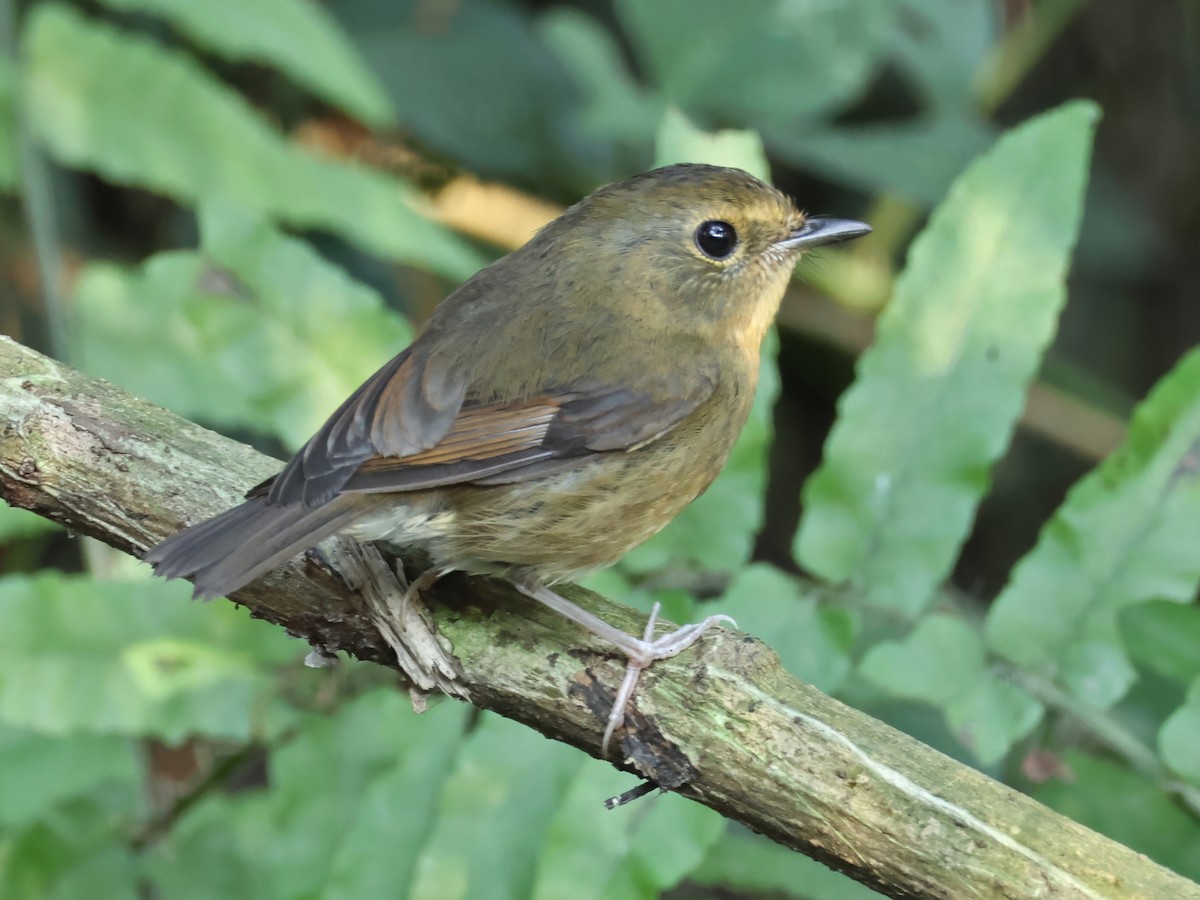 Мухоловка білоброва - ML647398286