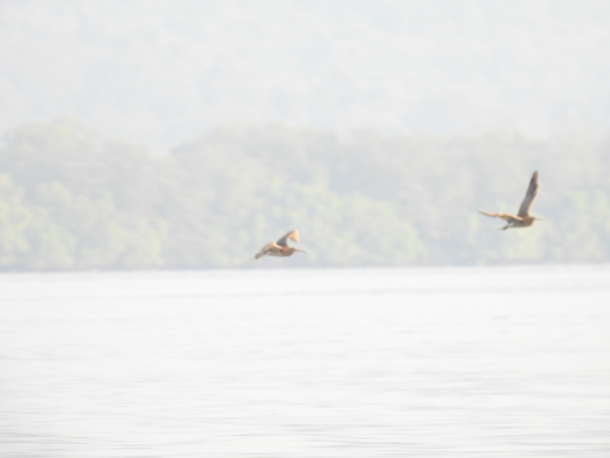 Крячок чорнодзьобий - ML647398287