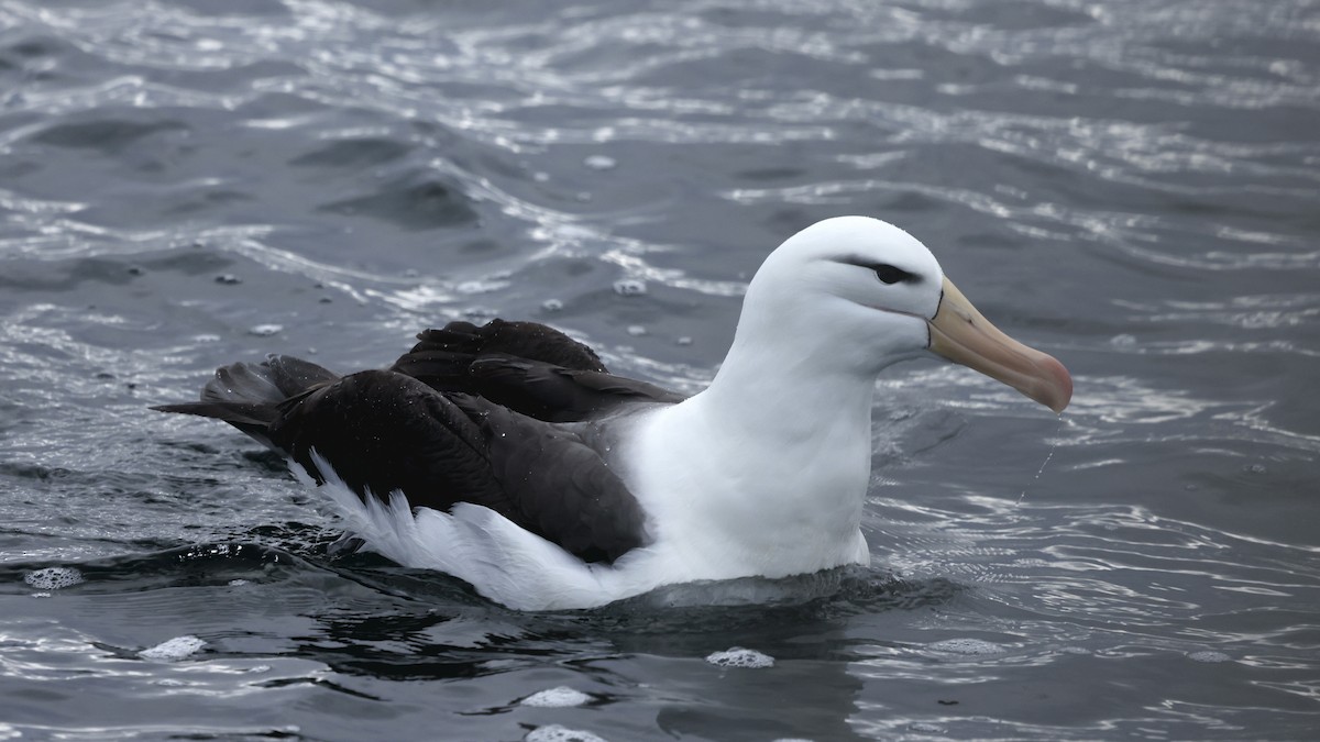 Альбатрос чорнобровий - ML647398290