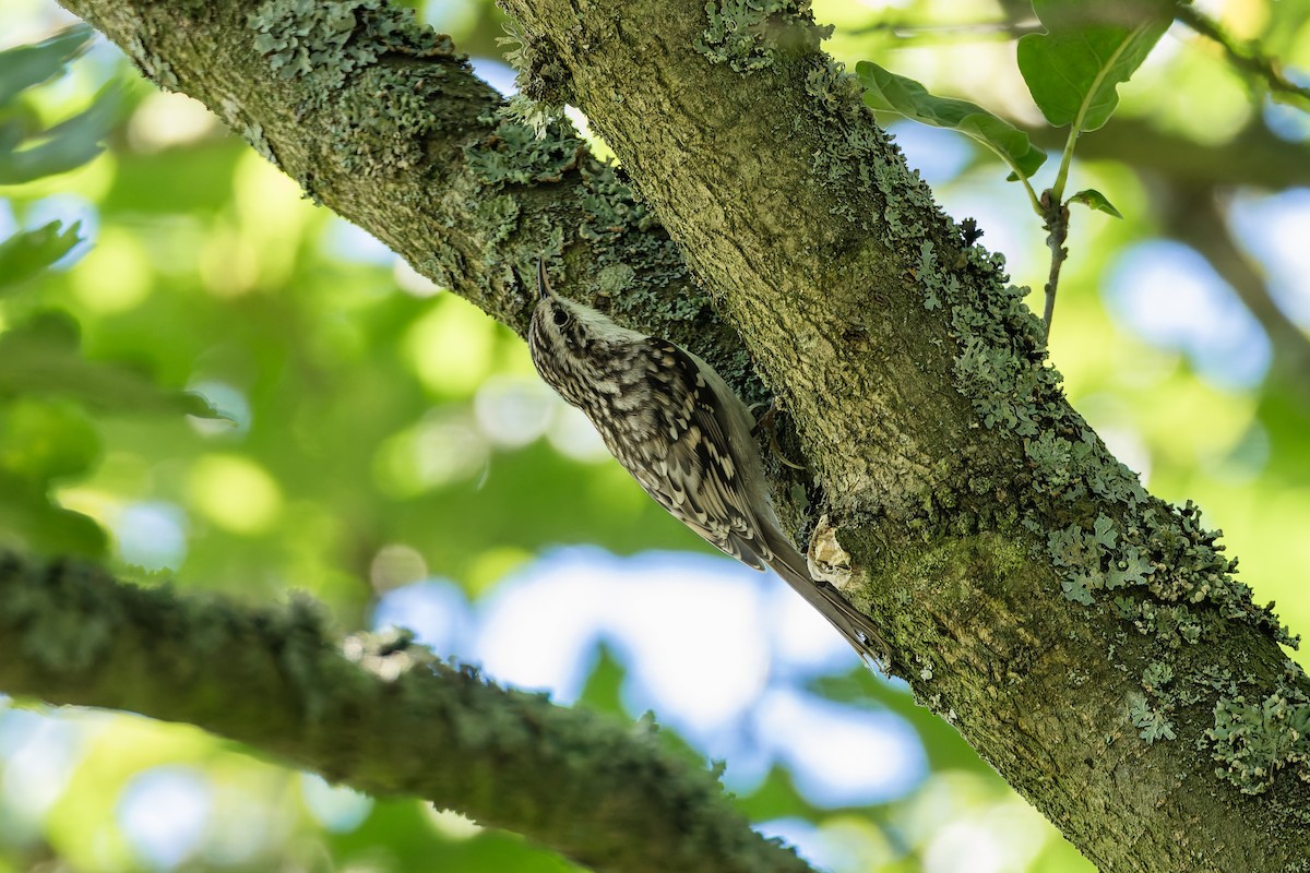 Підкоришник звичайний - ML647398291