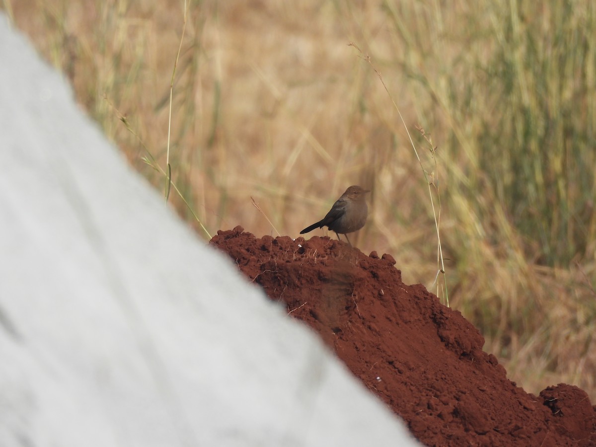 Шама індійська - ML647398293